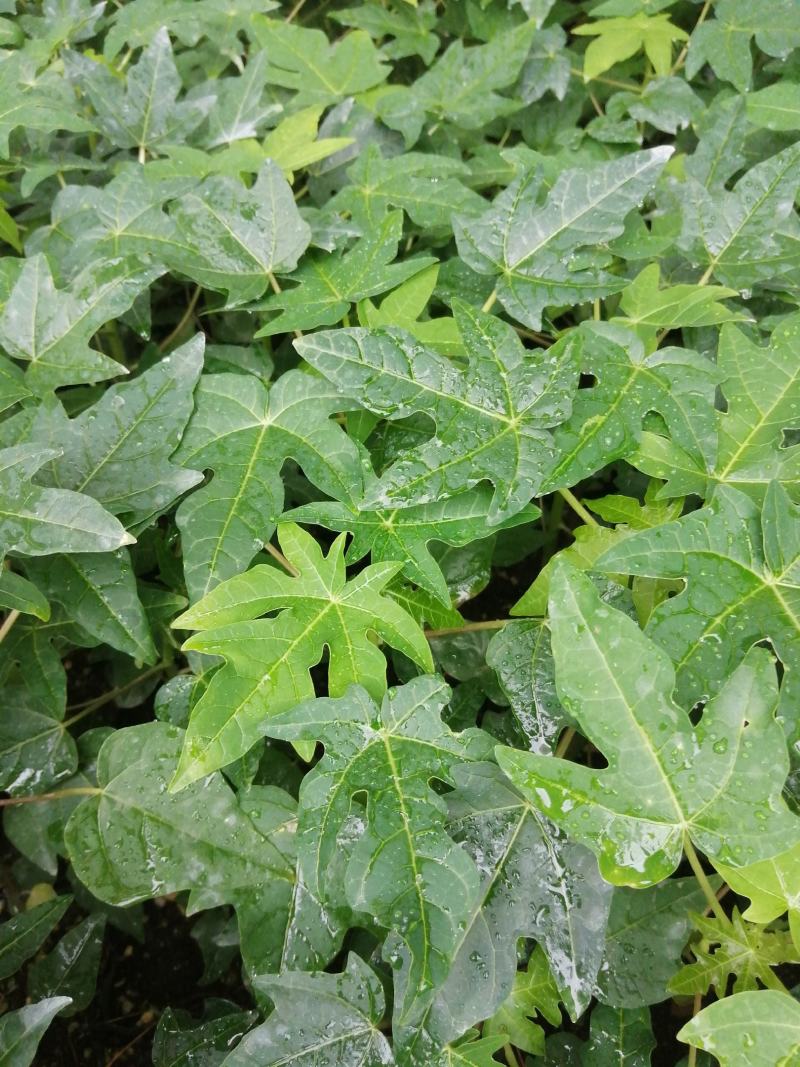 大青木瓜苗