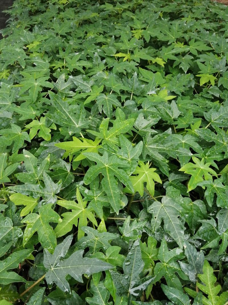 大青木瓜苗