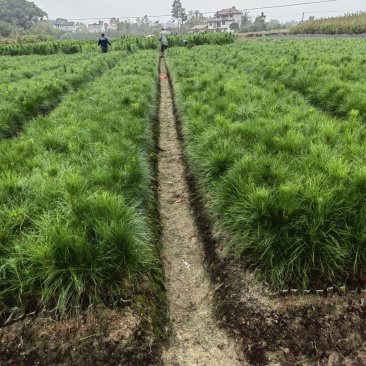湿地松杯苗，一年生湿地松，湿地松小苗