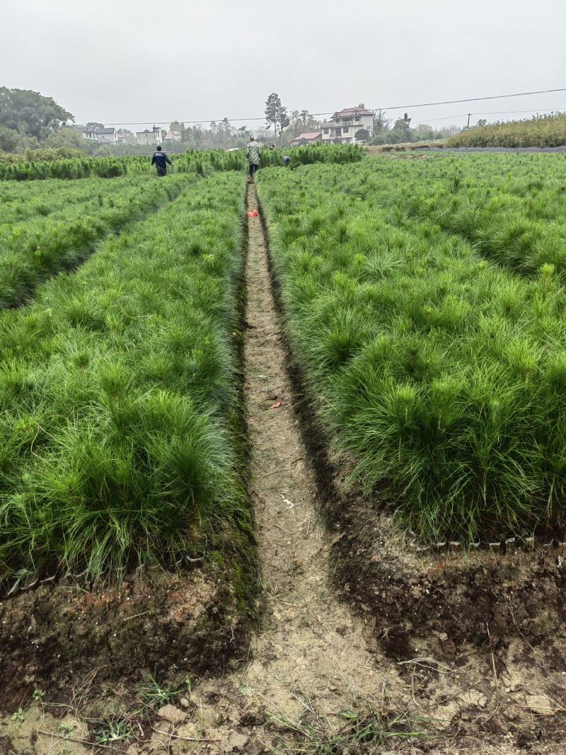 湿地松杯苗，一年生湿地松，湿地松小苗
