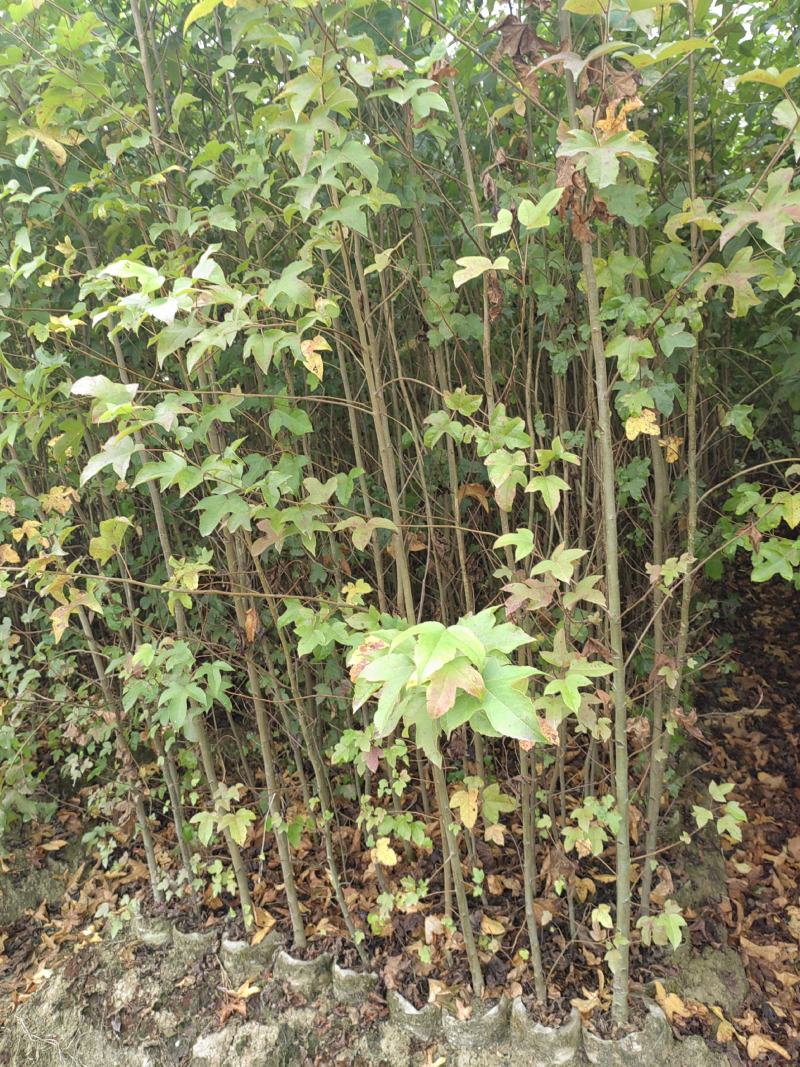 两年枫香杯苗，两年裸根苗，一年枫香杯苗。