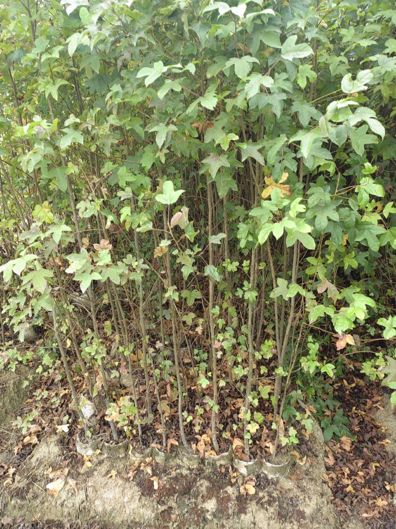 两年枫香杯苗，两年裸根苗，一年枫香杯苗。