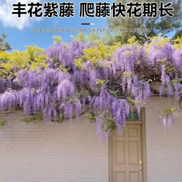紫藤花树苗，爬滕庭院，丰花紫藤，花期长，紫藤花树苗爬藤植