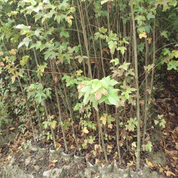 两年枫香杯苗，两年裸根苗，一年枫香杯苗。