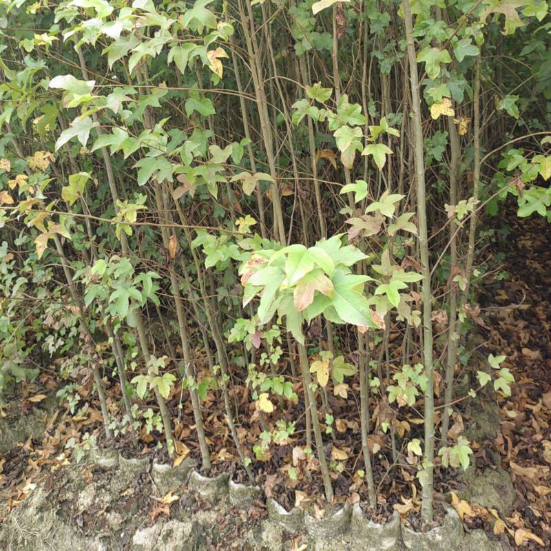 两年枫香杯苗，两年裸根苗，一年枫香杯苗。