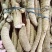 大统牛无次大量供应长期有货质量保证