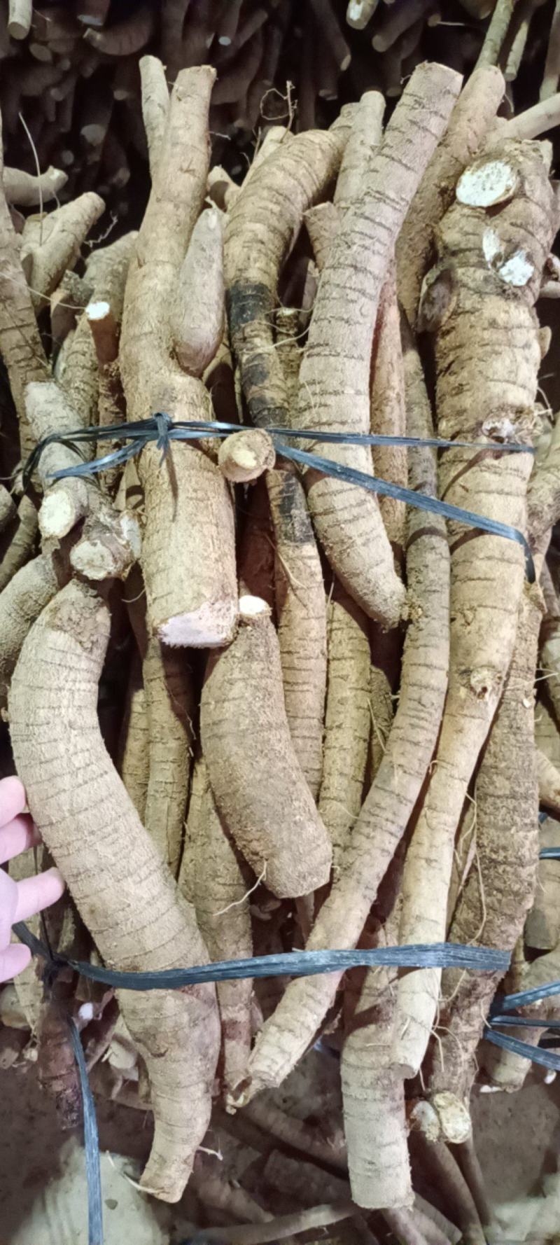 大统牛无次大量供应长期有货质量保证