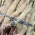 大统牛无次大量供应长期有货质量保证