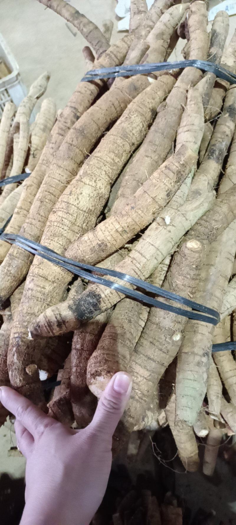 大统牛无次大量供应长期有货质量保证
