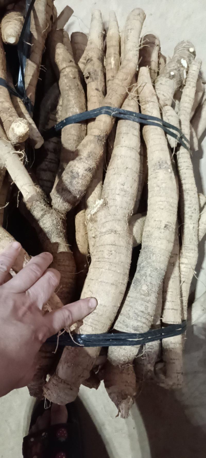 大统牛无次大量供应长期有货质量保证