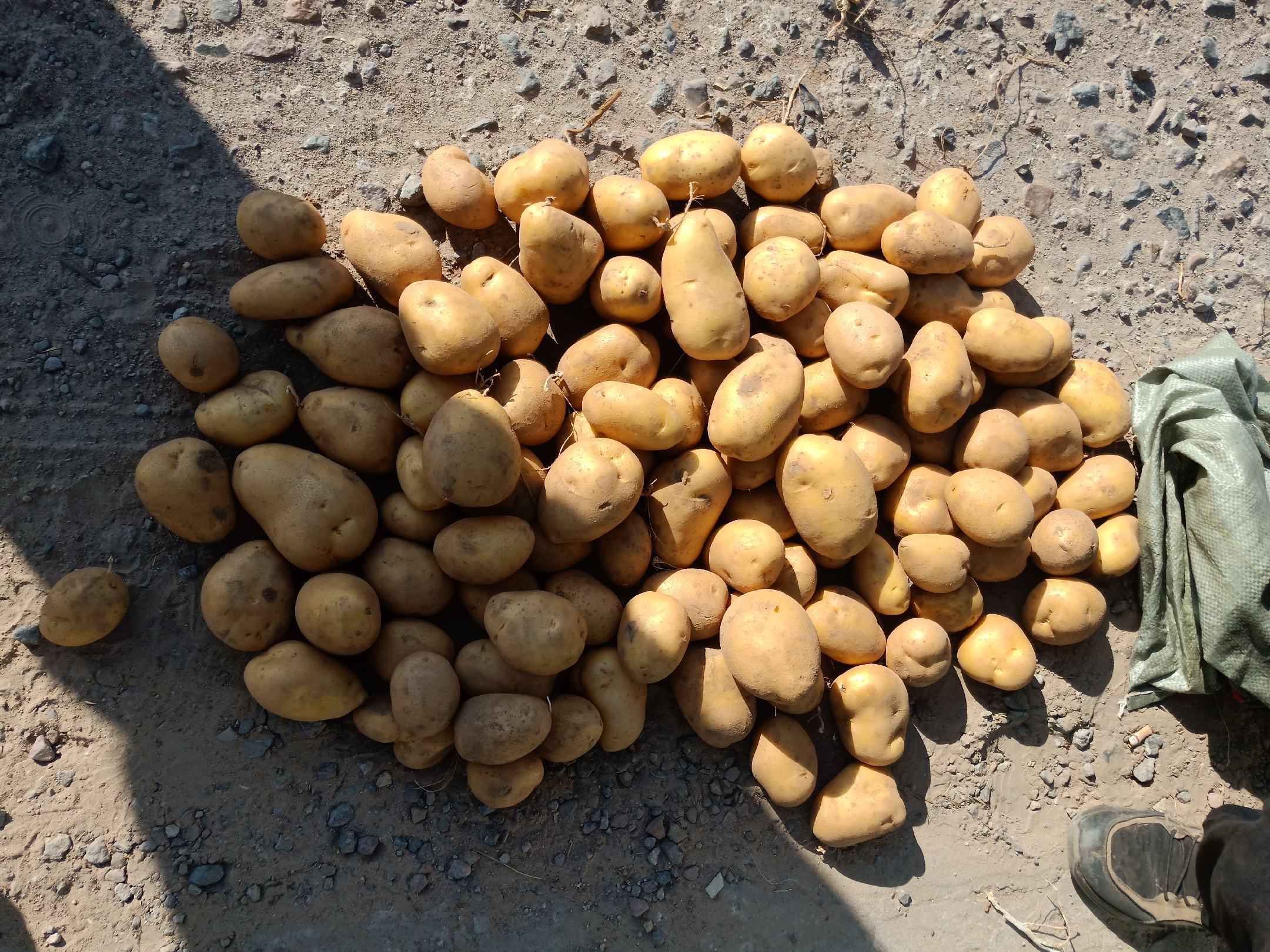 一筐放置在阳光直射环境下的土豆,部分表皮已呈现绿色,并长出细长的白色芽眼;背景为厨房窗台,光线明亮,显示光照对土豆的不良影响 土豆在自然光照下发芽变绿的过程