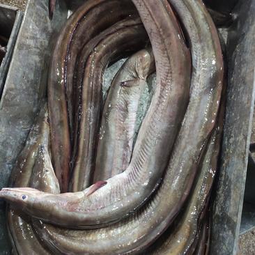 东海本地鳗鱼，规格大，中，小规格齐全，块冻，编织袋包装