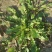 野生荠菜香地菜真正的野菜精品菜