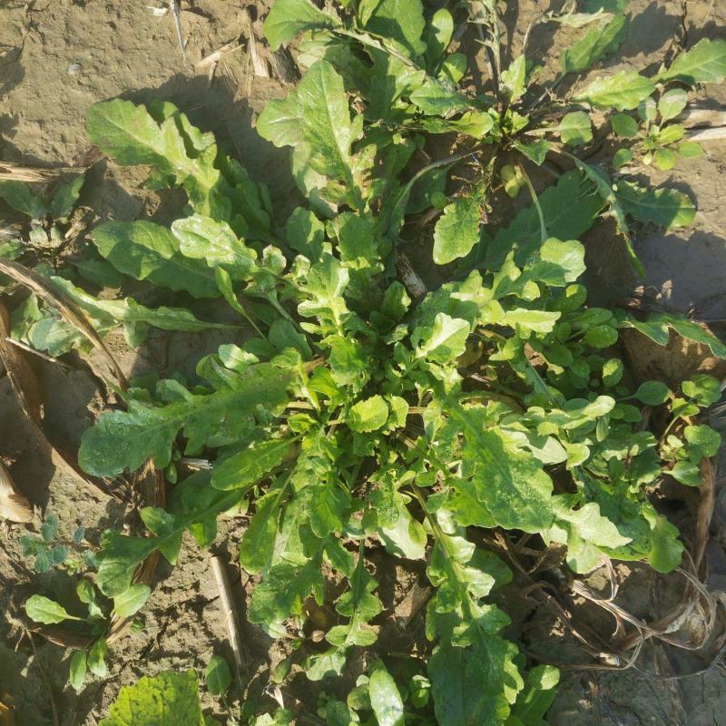 野生荠菜香地菜真正的野菜精品菜