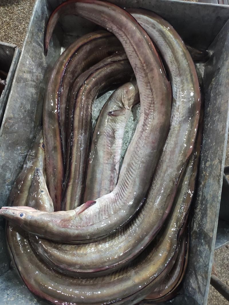 东海本地鳗鱼，规格大，中，小规格齐全，块冻，编织袋包装