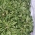 野生荠菜香地菜真正的野菜精品菜
