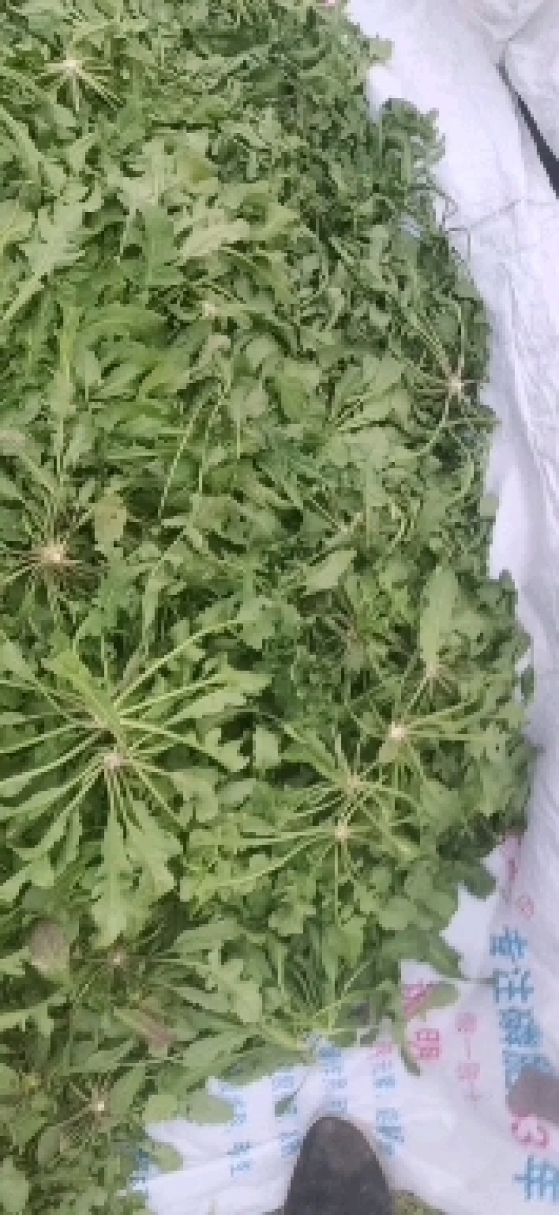 野生荠菜香地菜真正的野菜精品菜