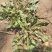 野生荠菜香地菜真正的野菜精品菜