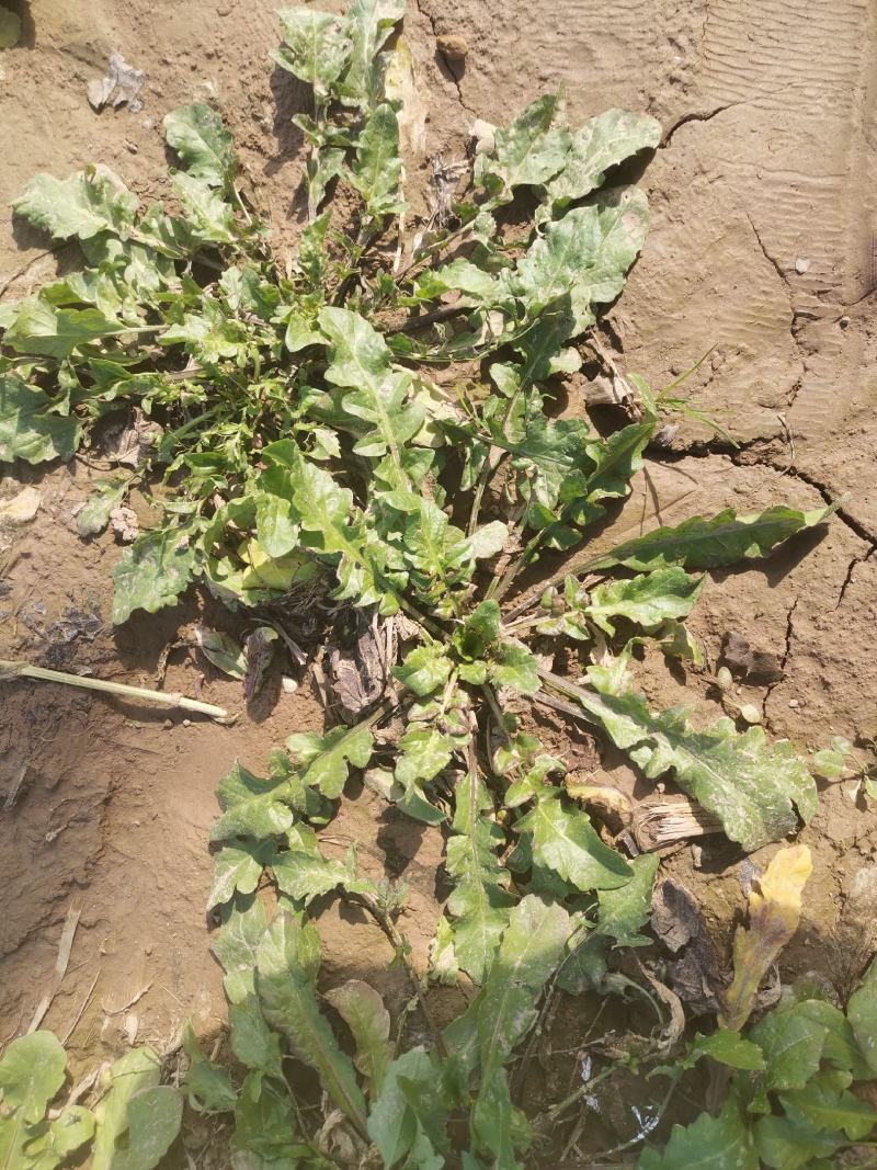 野生荠菜香地菜真正的野菜精品菜