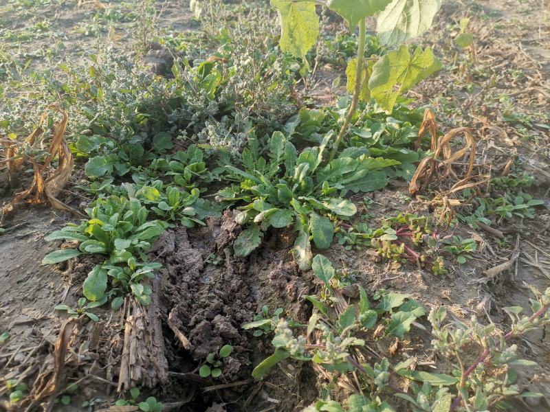 野生荠菜香地菜真正的野菜精品菜