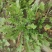 野生荠菜香地菜真正的野菜精品菜