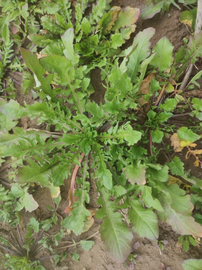 野生荠菜香地菜真正的野菜精品菜