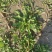 野生荠菜香地菜真正的野菜精品菜