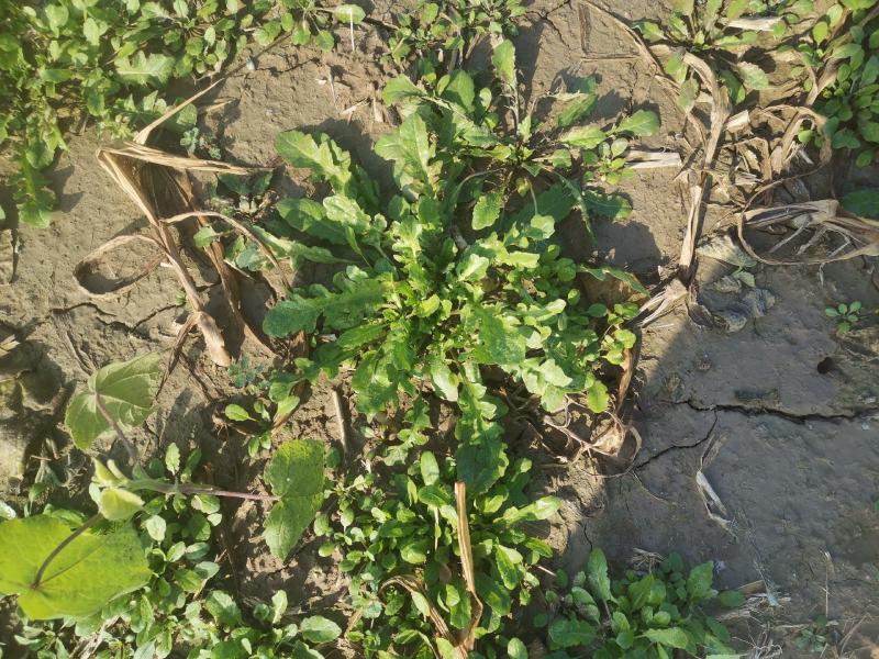 野生荠菜香地菜真正的野菜精品菜