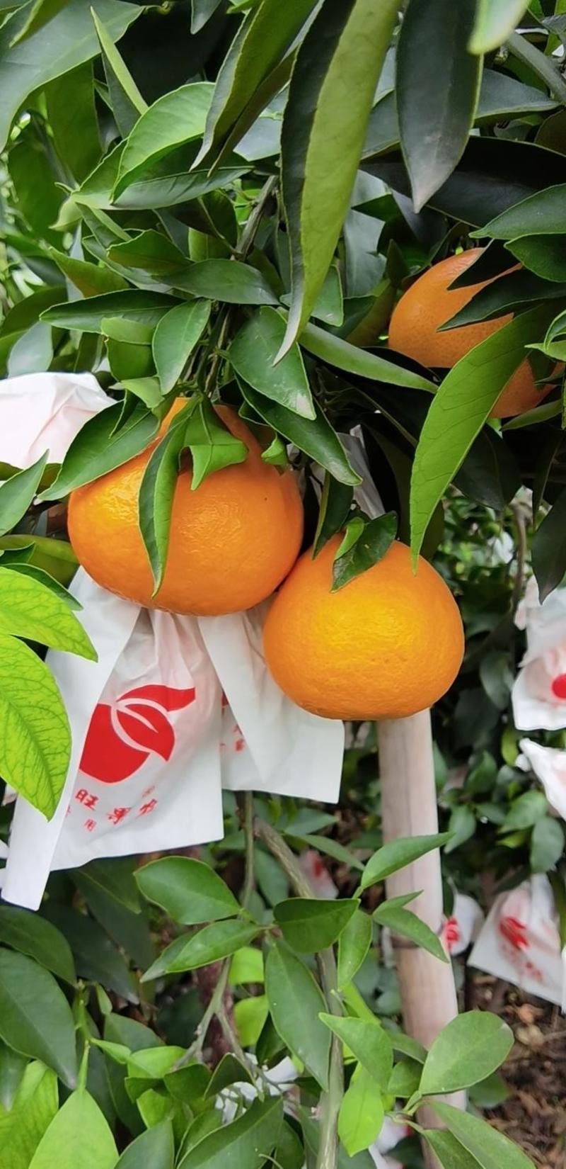 【爱媛果冻橙】四川蒲江产地直发，以质论价，对接全国批发