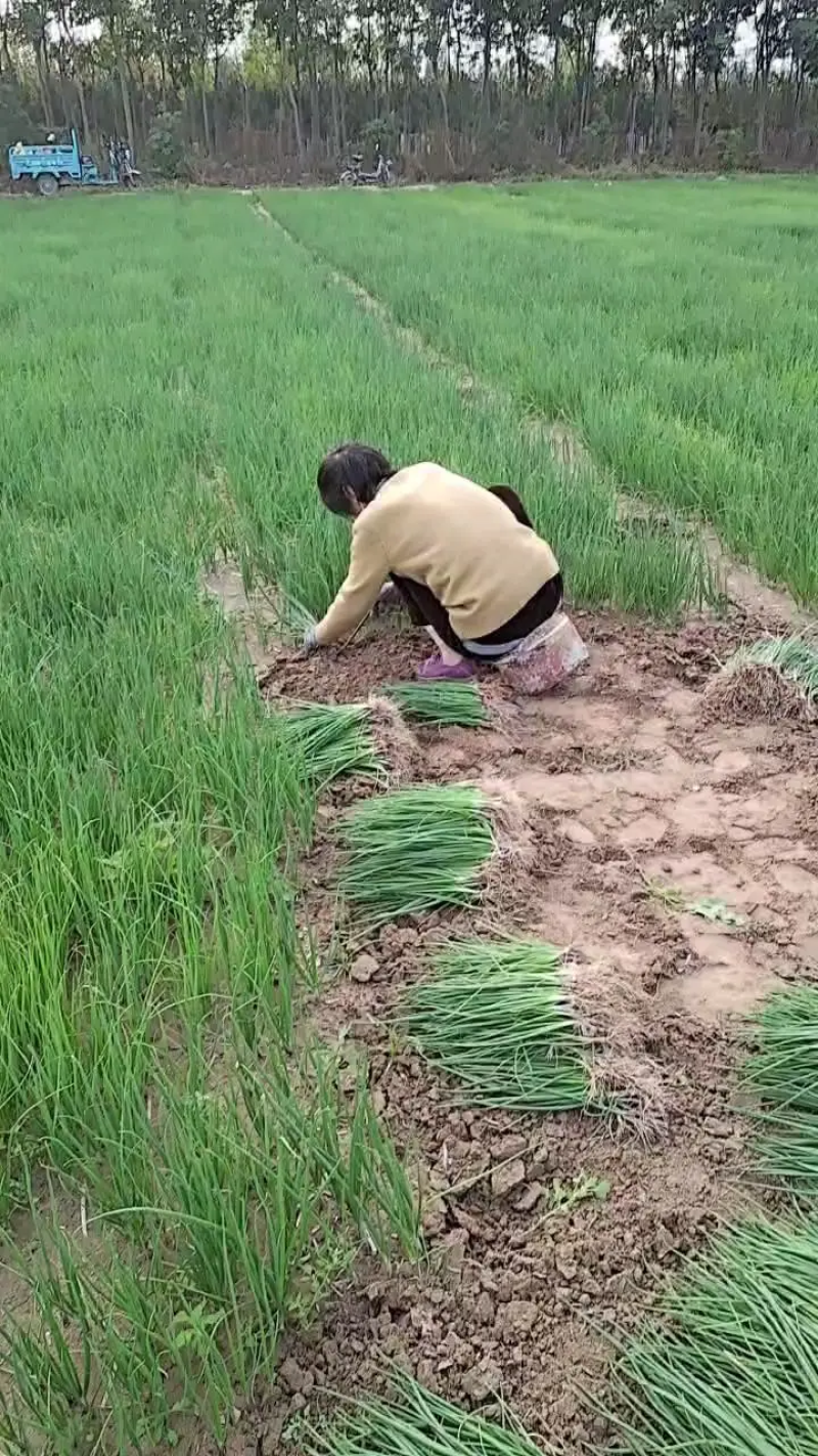 洋葱苗洋葱种苗基地直发大量上市，可视频看货