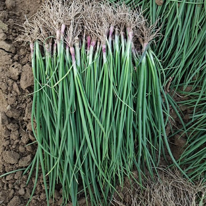 洋葱苗洋葱种苗基地直发大量上市，可视频看货