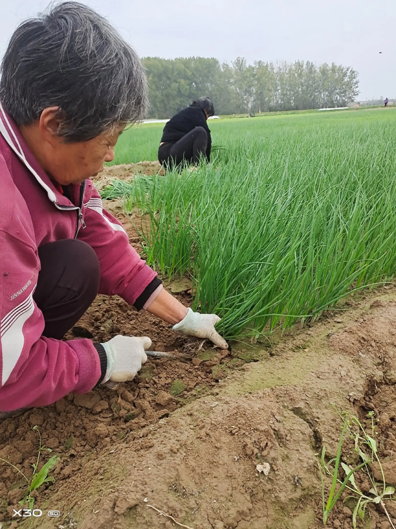 洋葱苗洋葱种苗基地直发大量上市，可视频看货
