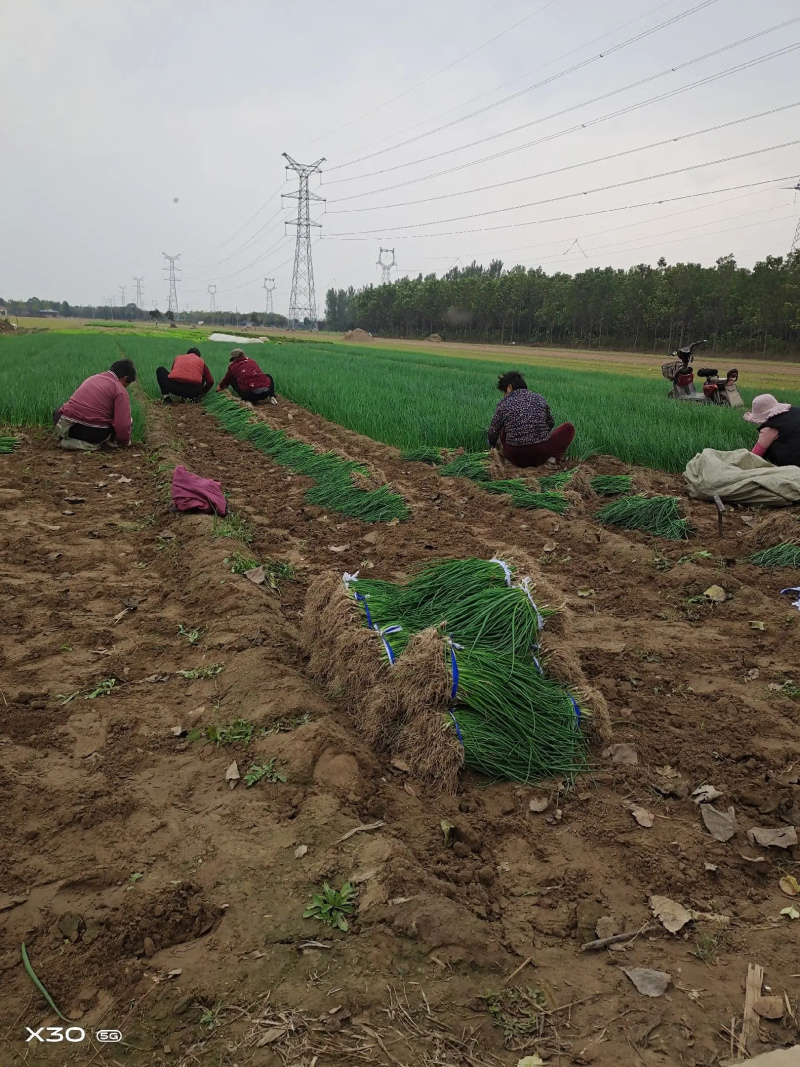洋葱苗洋葱种苗基地直发大量上市，可视频看货