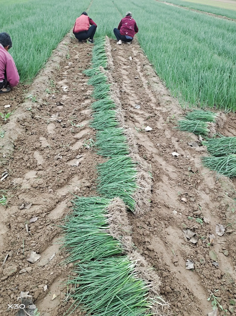 洋葱苗洋葱种苗基地直发大量上市，可视频看货