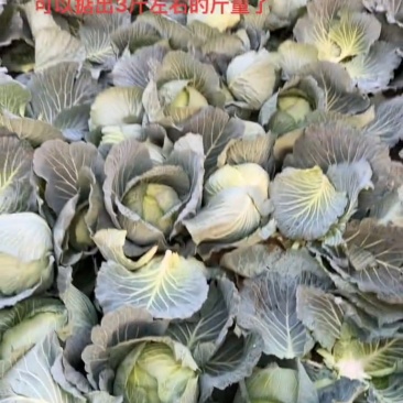 湖北甘南白菜