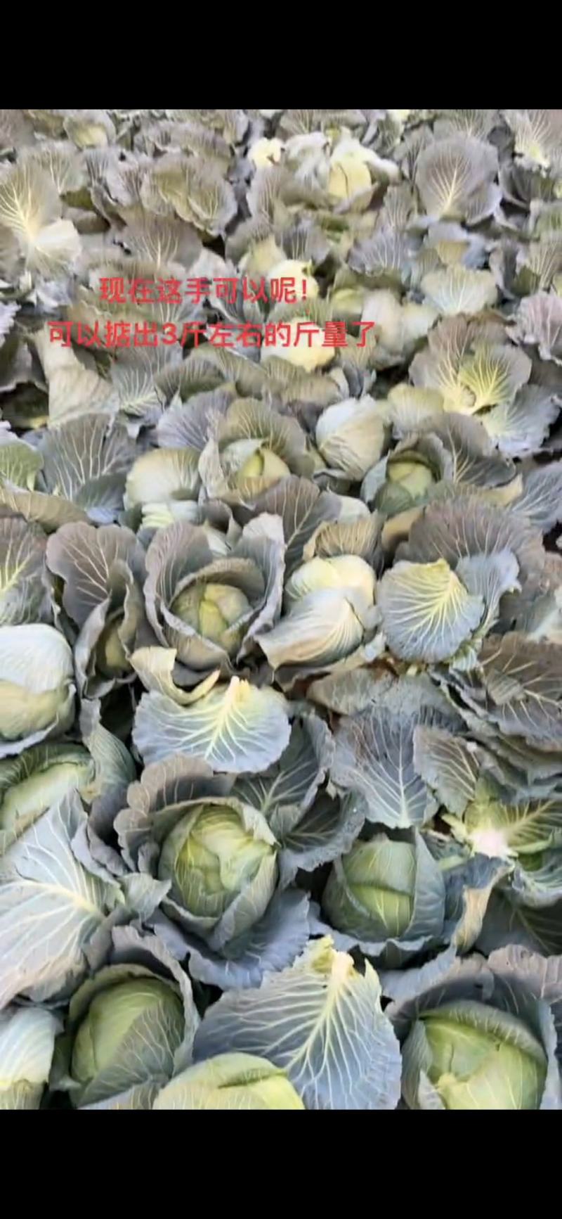 湖北甘南白菜