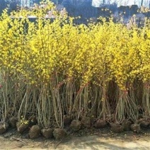 黄老虎东北连翘苗倒挂金钟树苗黄金条小苗庭院绿化初春开花绿