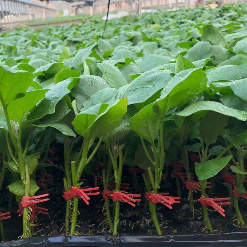 蔬菜苗嫁接烧烤茄子苗紫把嫁接茄子苗烧烤茄