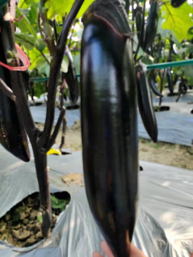 蔬菜苗嫁接烧烤茄子苗紫把嫁接茄子苗烧烤茄