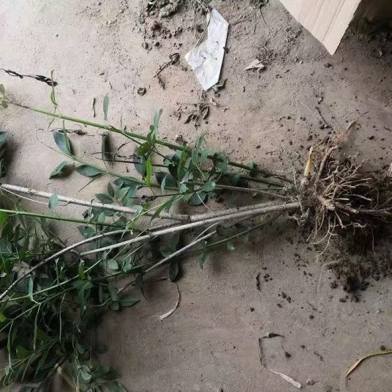 黄老虎东北连翘苗倒挂金钟树苗黄金条小苗庭院绿化初春开花绿
