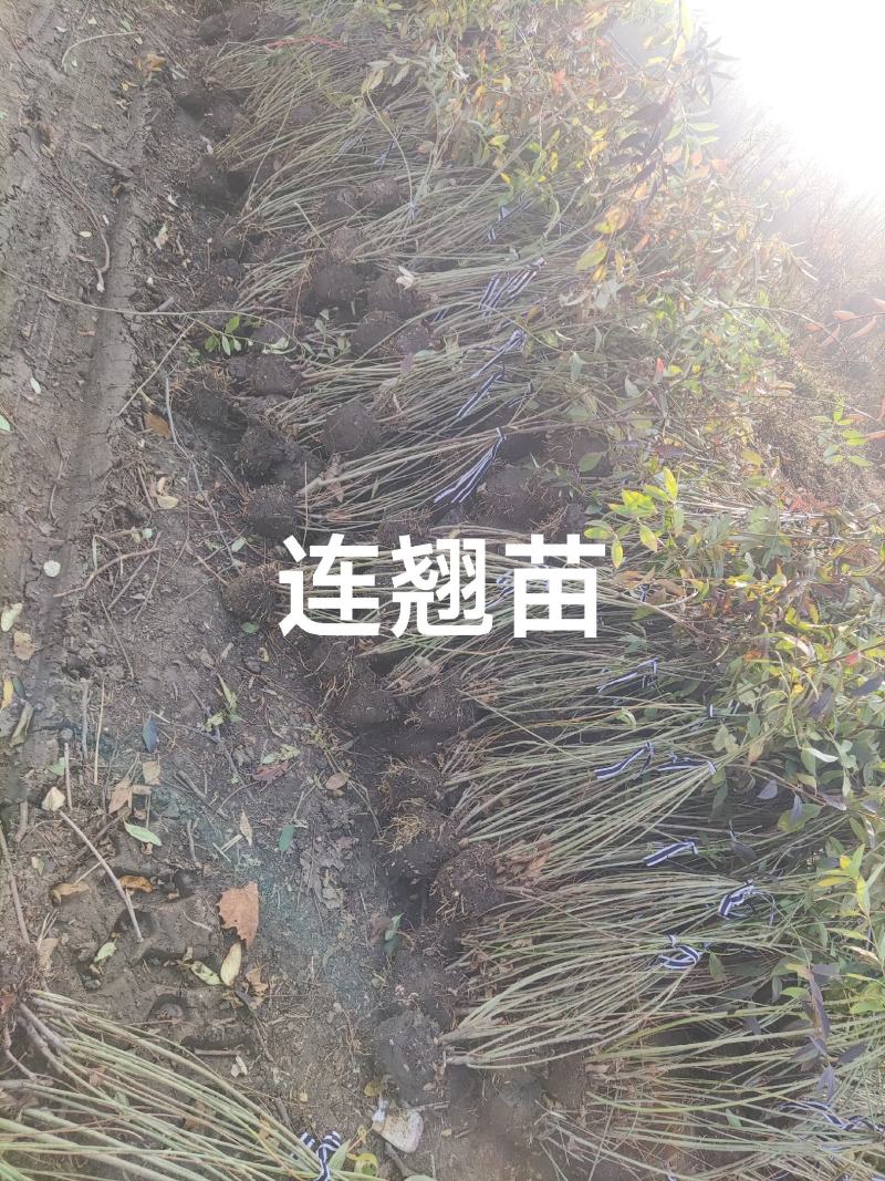 黄老虎东北连翘苗倒挂金钟树苗黄金条小苗庭院绿化初春开花绿