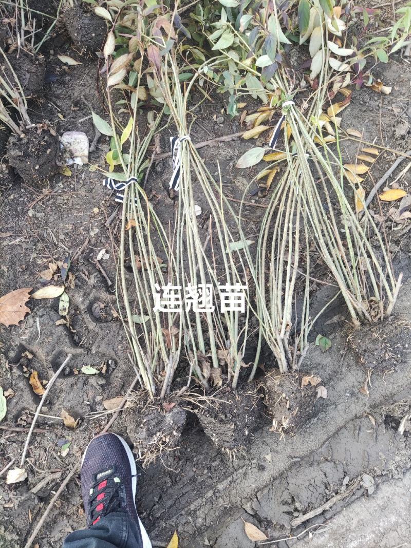 黄老虎东北连翘苗倒挂金钟树苗黄金条小苗庭院绿化初春开花绿