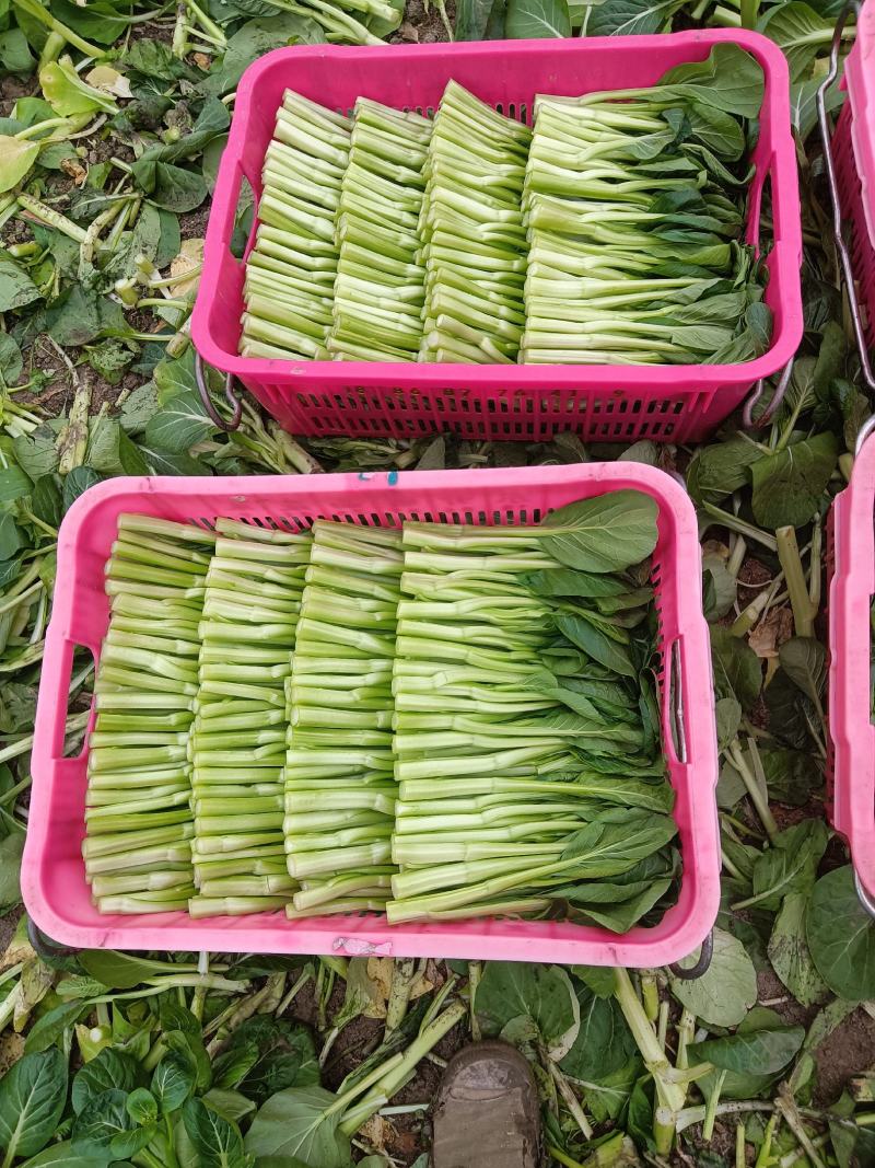 广东菜心菜苔货量充足品质保证量大从优