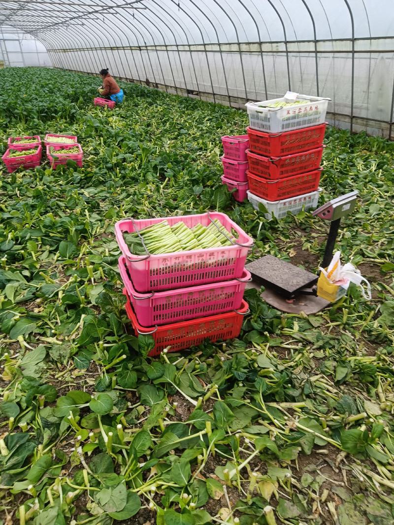 广东菜心菜苔货量充足品质保证量大从优