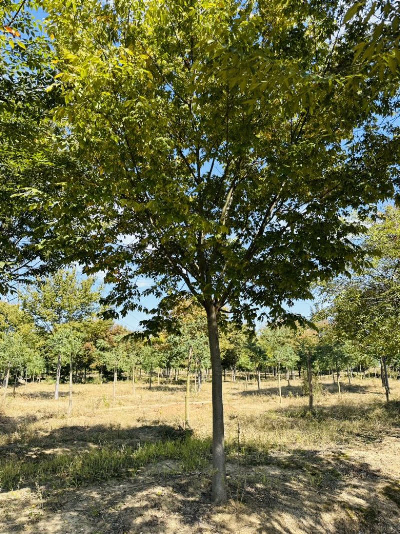 榉树