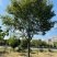 榉树