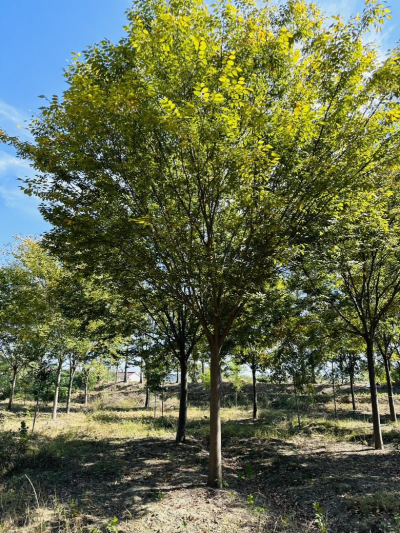 榉树