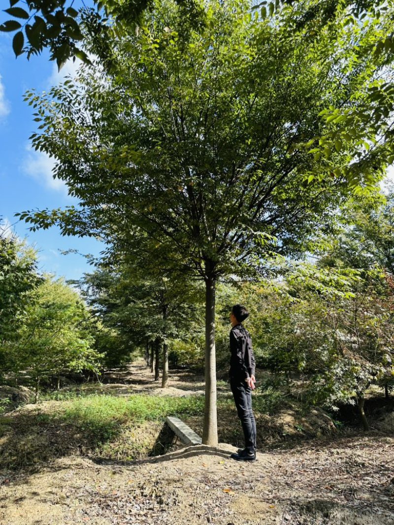 榉树
