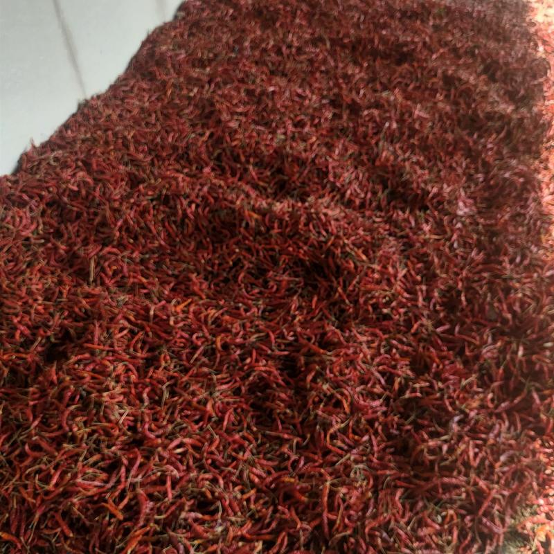 干艳红小米椒产地直供-一手货源可供批发市场商超