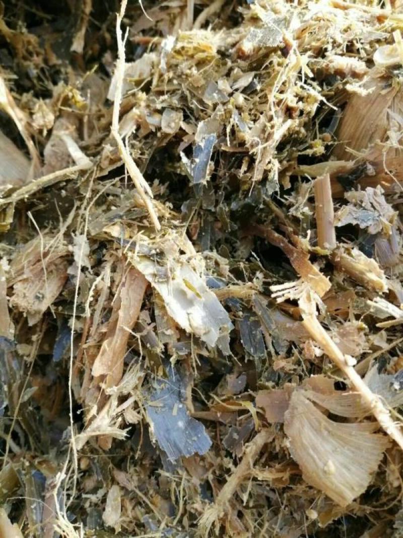 青贮青储黄储玉米杆量大从优可视频看货
